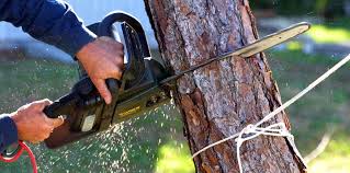 How Our Tree Care Process Works  in  Potosi, TX