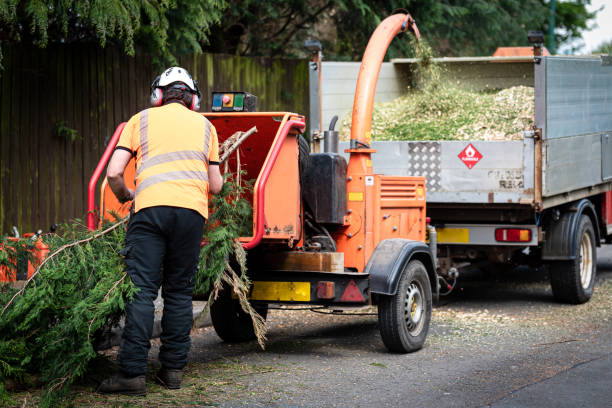 Reliable Potosi, TX Tree Services Solutions